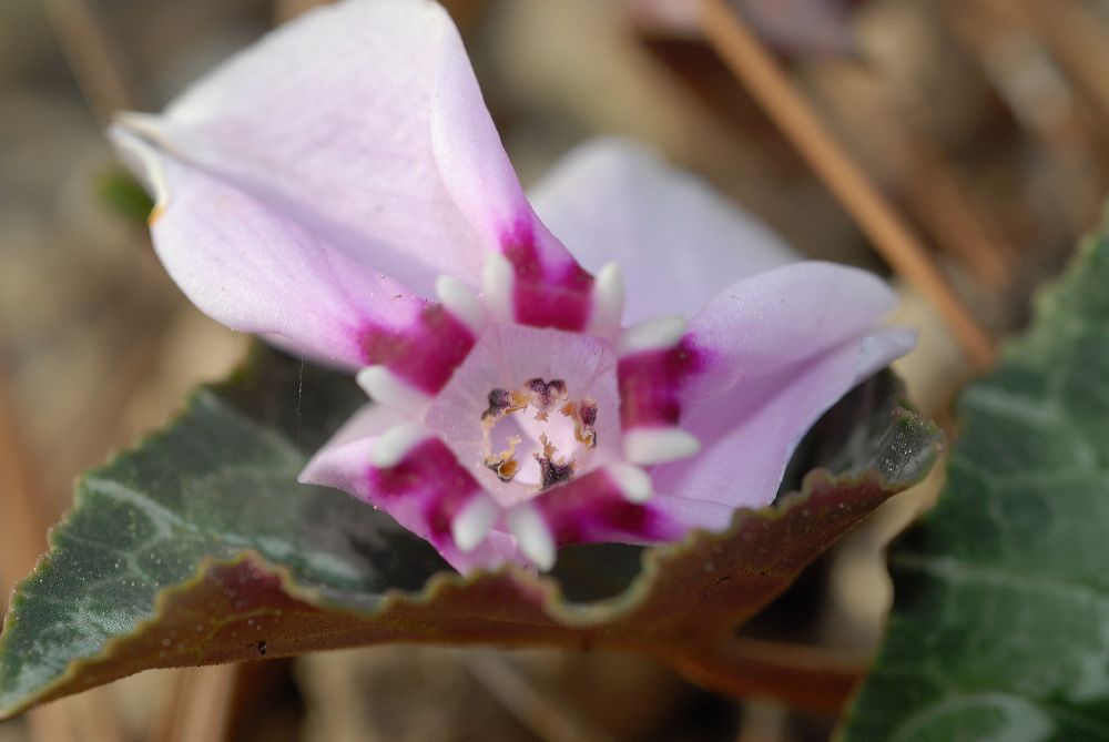 Primulaceae Cyclamen hederaefolium