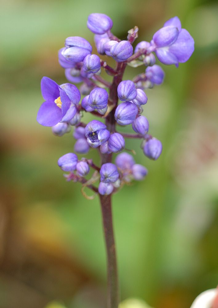 Commelinaceae Dichorisandra reginae