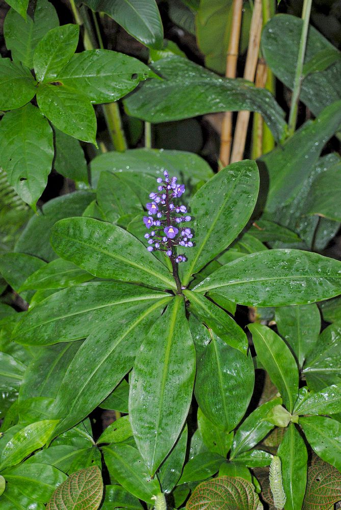 Commelinaceae Dichorisandra reginae