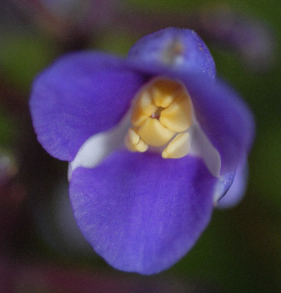 Commelinaceae Dichorisandra reginae