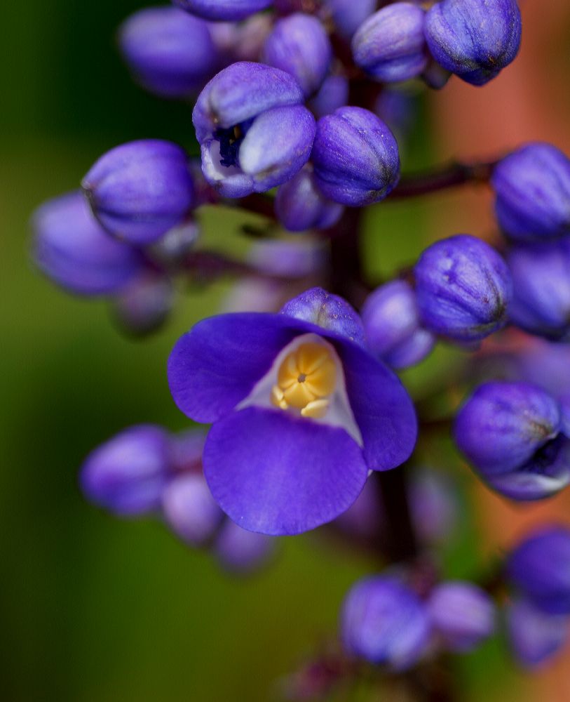 Commelinaceae Dichorisandra reginae