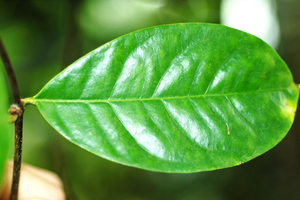 Thymelaeaceae Phaleria octandra