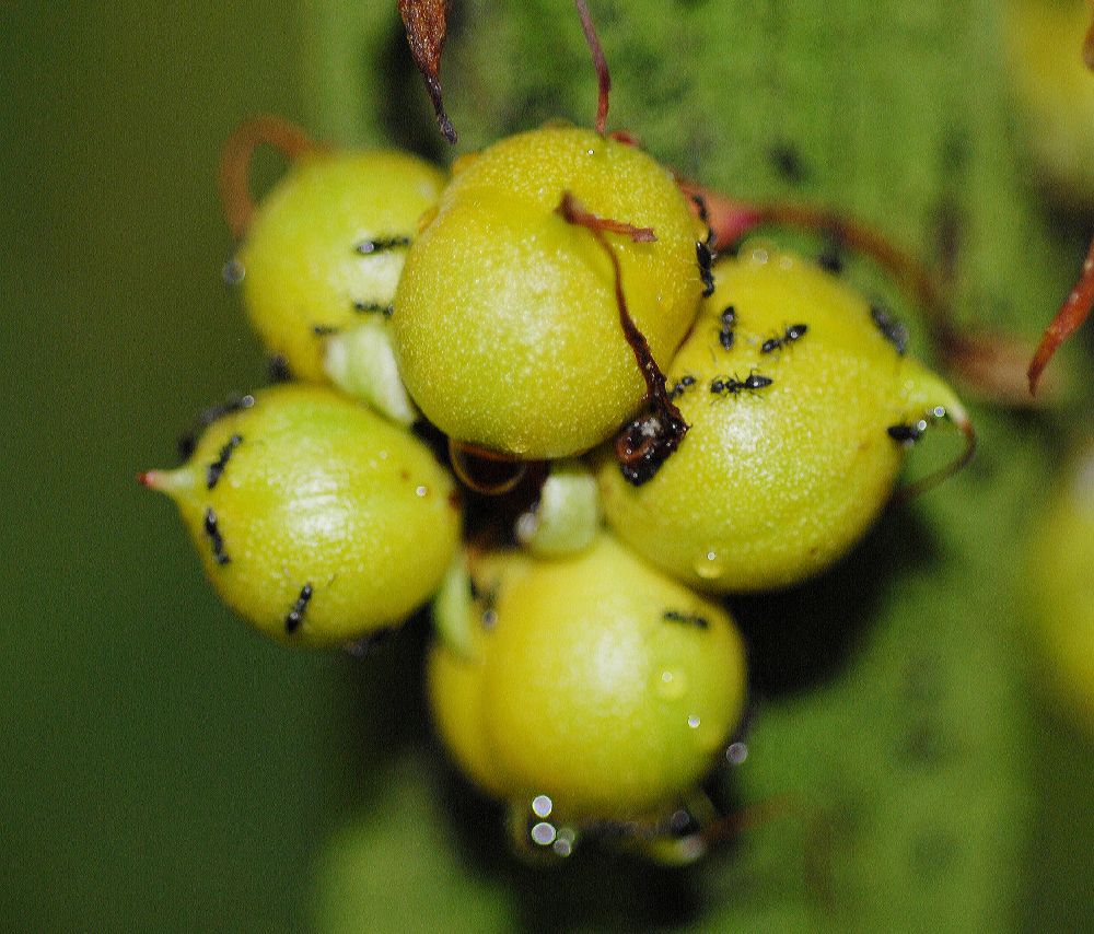 Thymelaeaceae Phaleria octandra