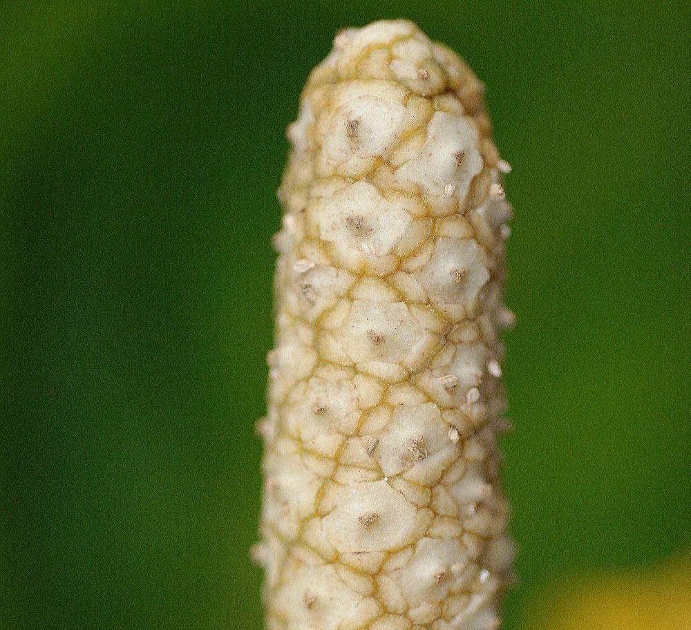 Araceae Spathiphyllum floribundum