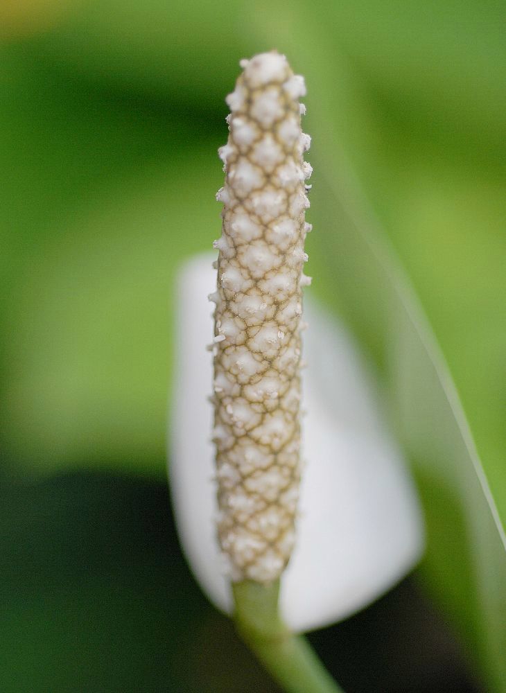 Araceae Spathiphyllum floribundum