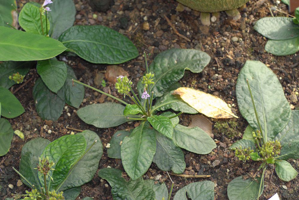 Plantaginaceae Tetranema roseum