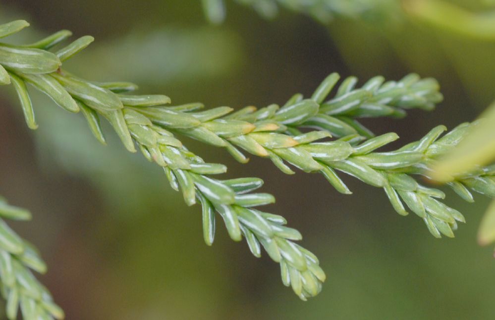 Cupressaceae Fitzroya cupressoides