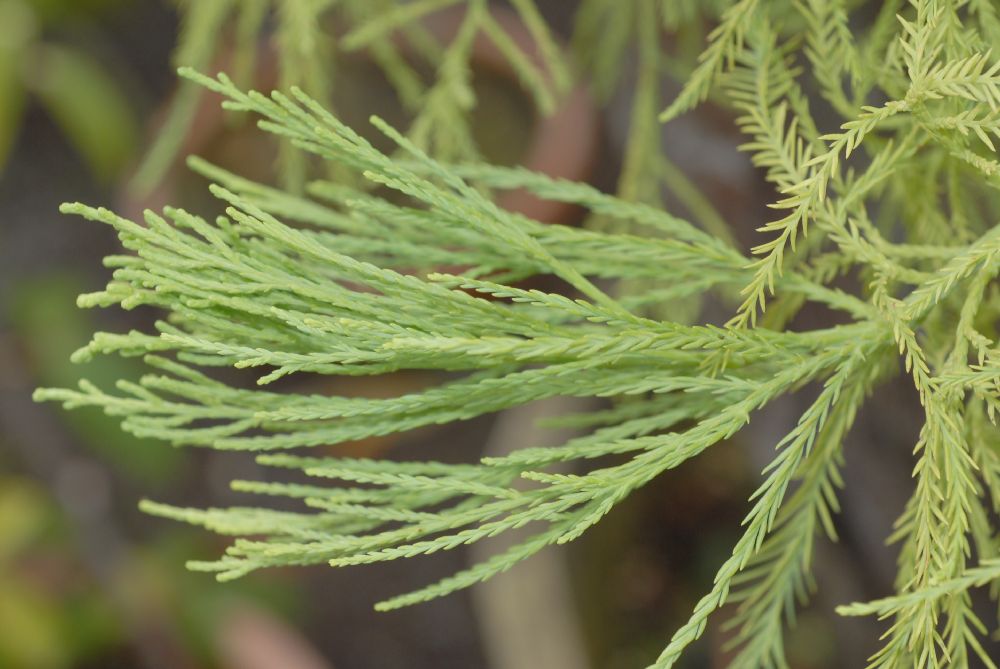 Cupressaceae Glyptostrobus pensilis