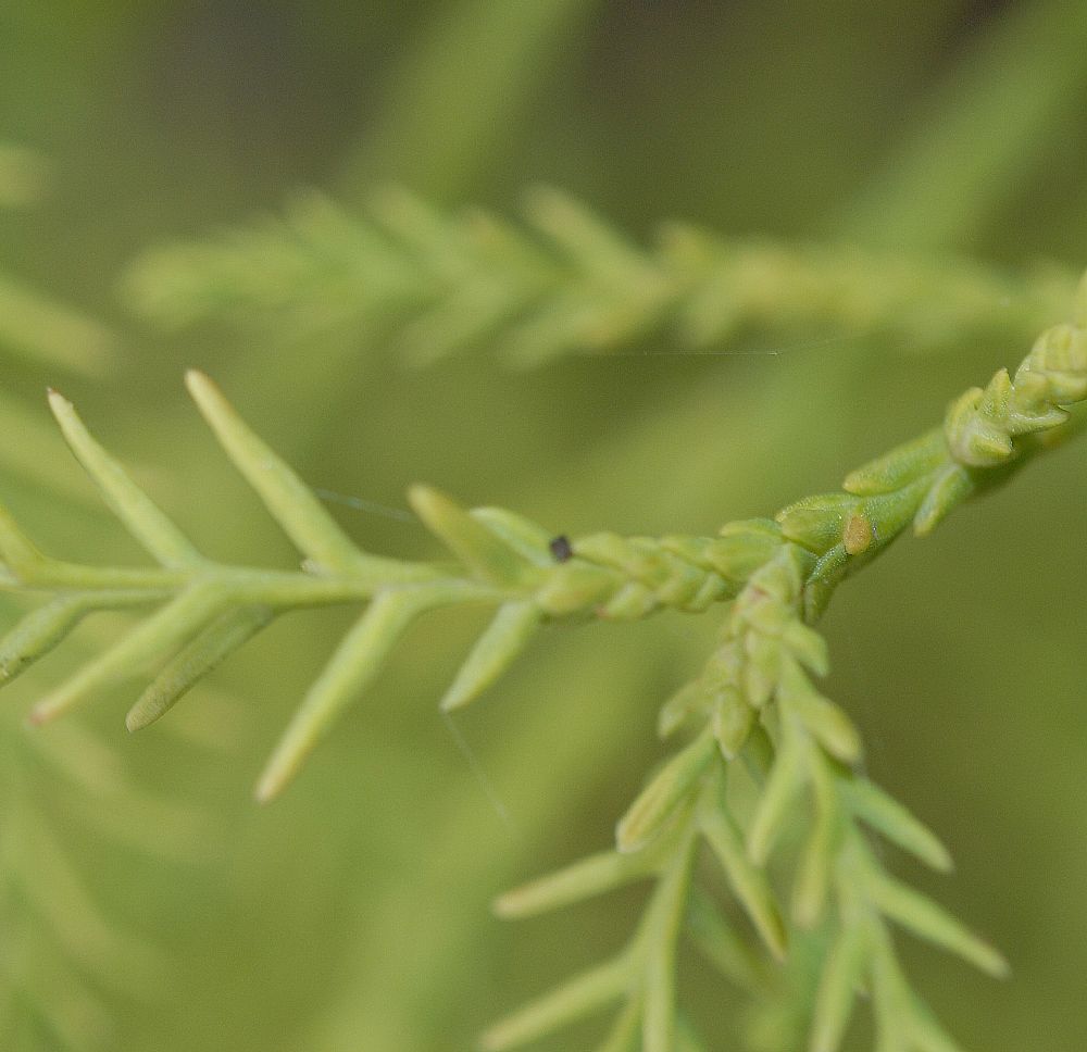 Cupressaceae Glyptostrobus pensilis