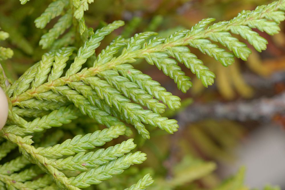 Cupressaceae Libocedrus plumosa