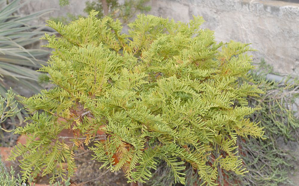 Cupressaceae Libocedrus plumosa