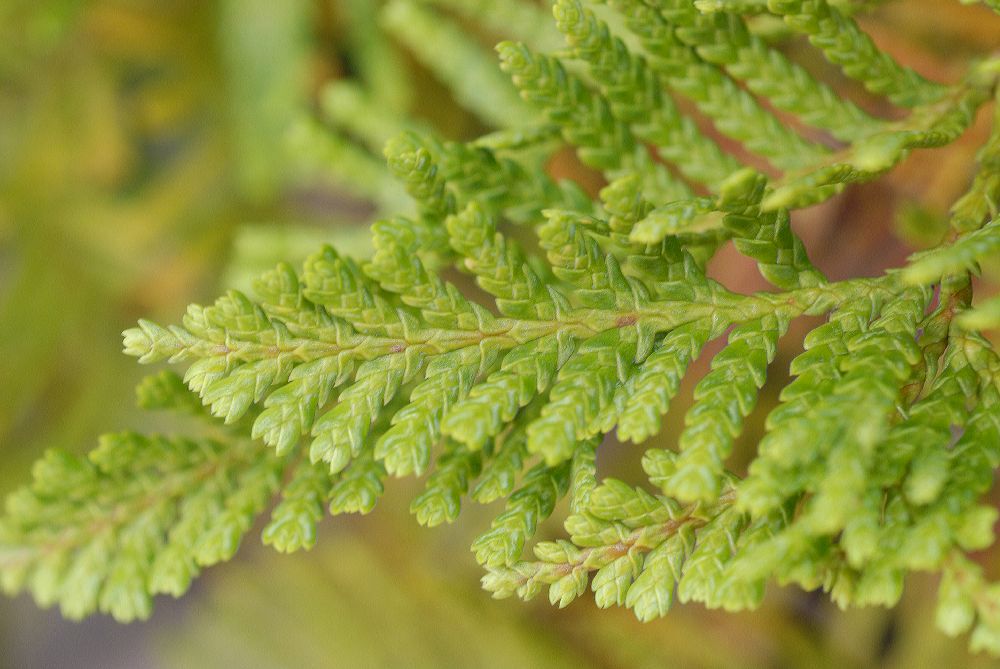 Cupressaceae Libocedrus plumosa