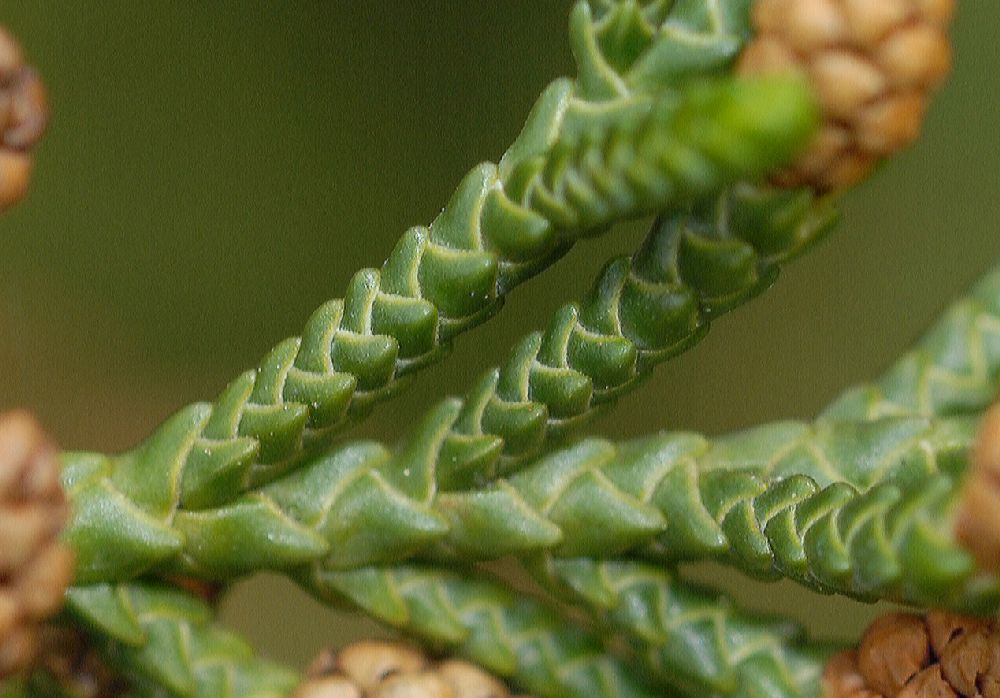 Podocarpaceae Microcachrys tetragona
