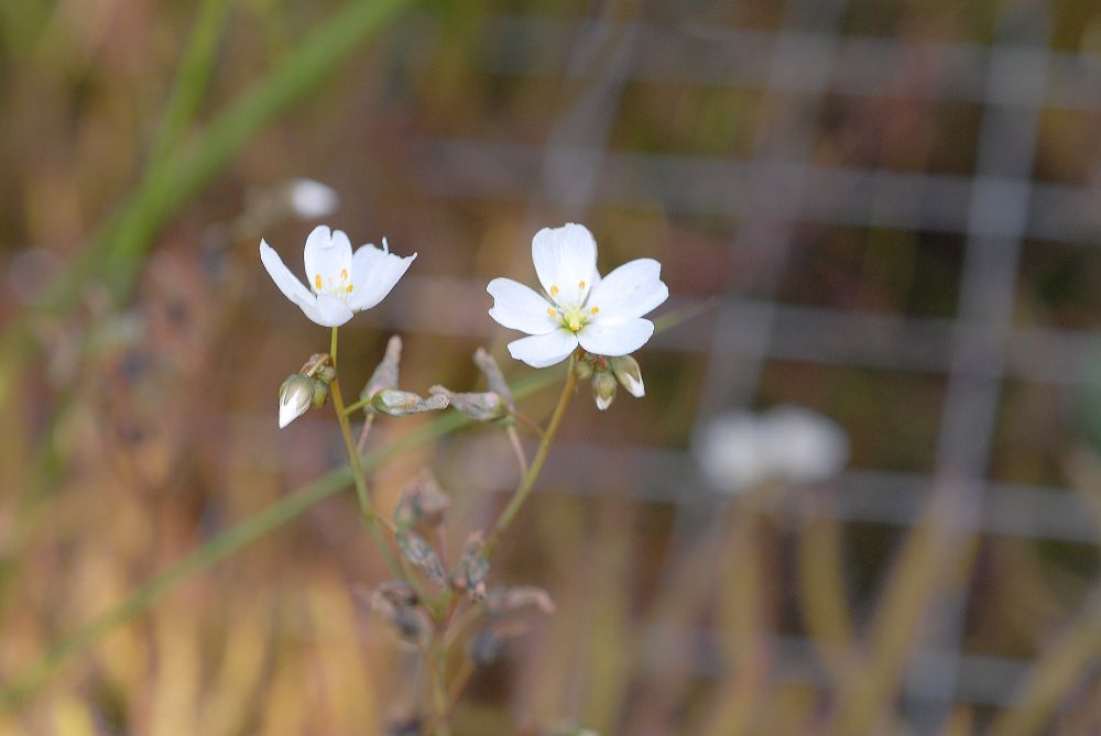 Droseraceae Drosera binata