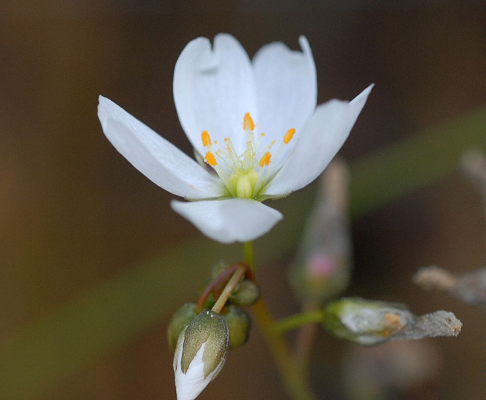 Droseraceae Drosera binata