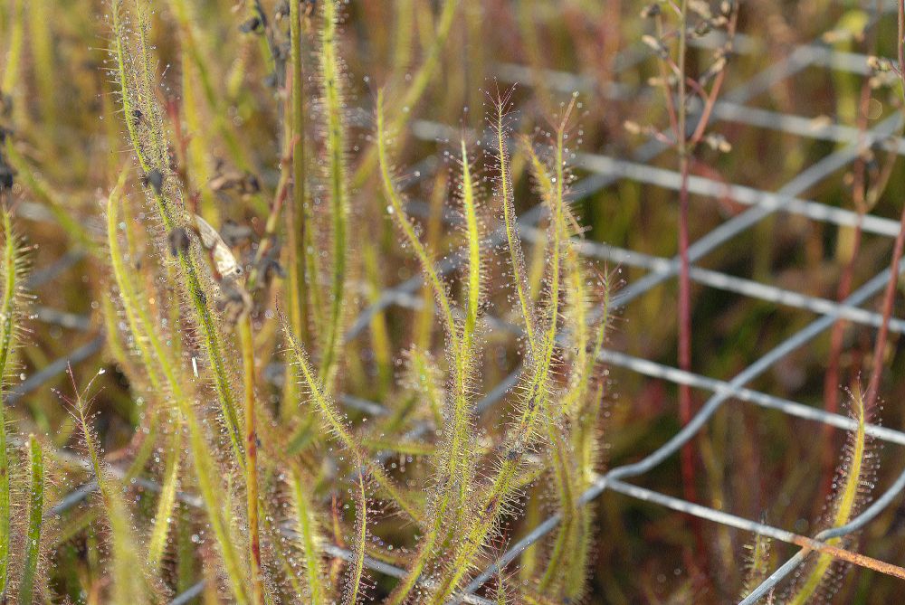 Droseraceae Drosera binata
