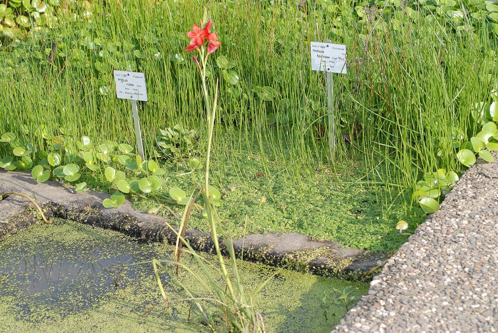 Iridaceae Schizostylis coccinea