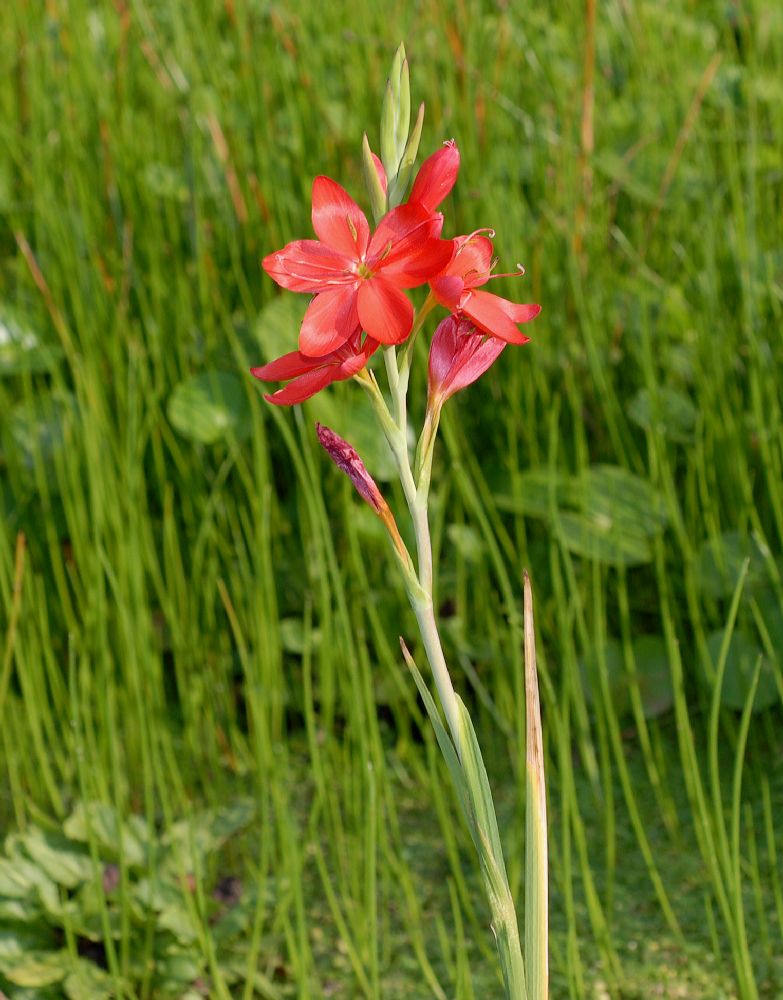 Iridaceae Schizostylis coccinea