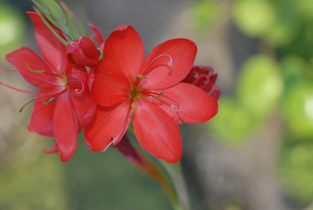 Iridaceae Schizostylis coccinea