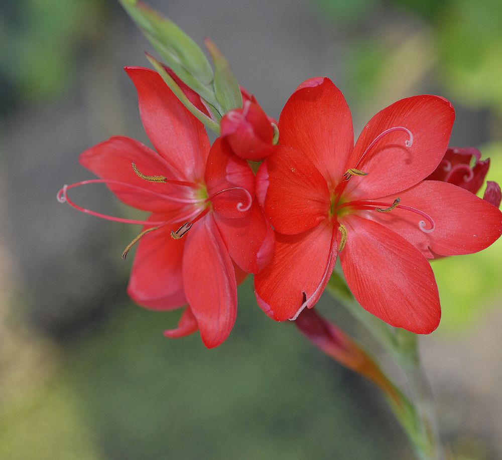 Iridaceae Schizostylis coccinea