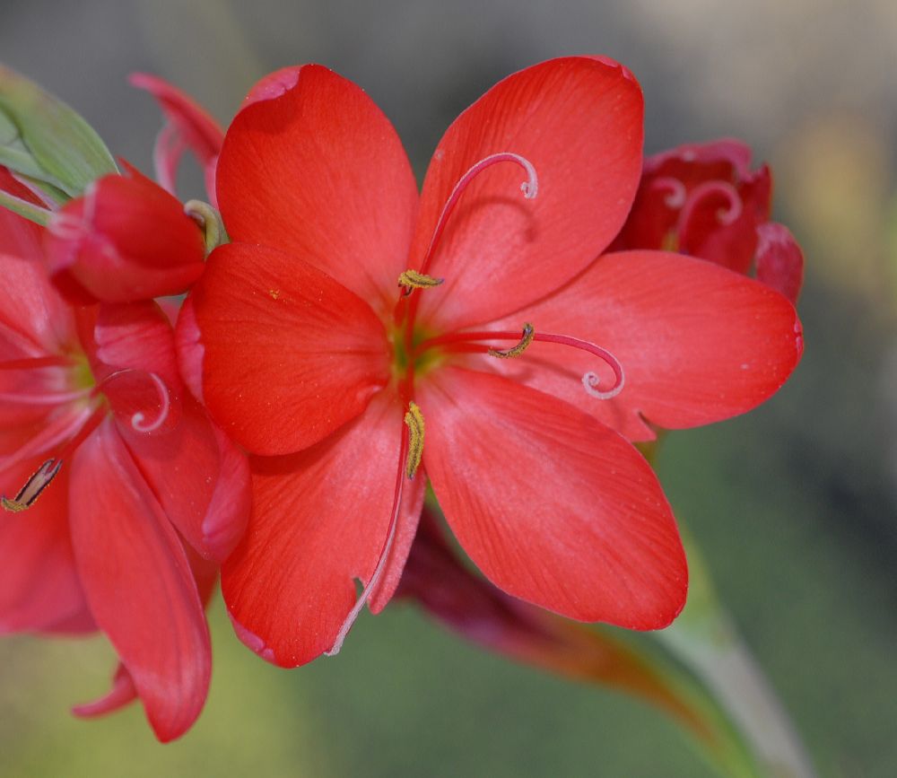 Iridaceae Schizostylis coccinea