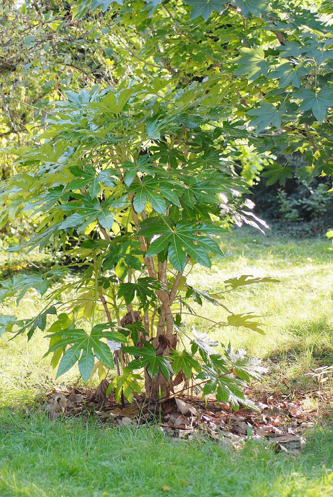 Araliaceae Fatsia japonica