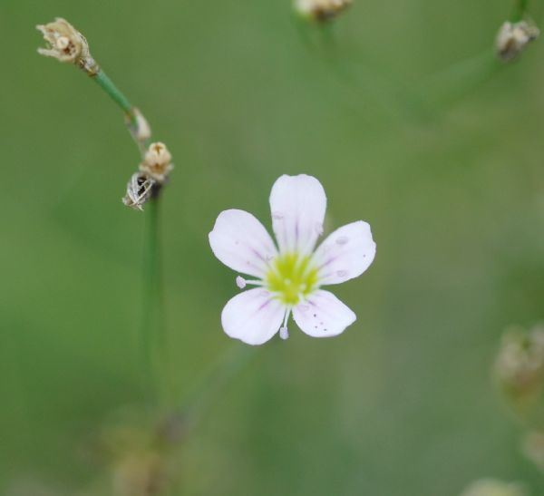 Caryophyllaceae Petrorhagia saxifraga