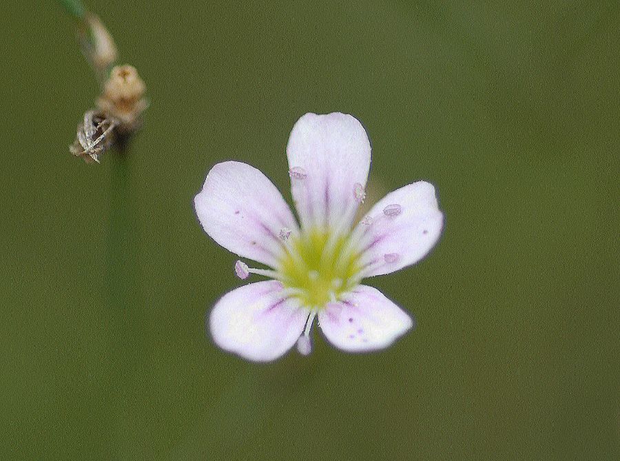 Caryophyllaceae Petrorhagia saxifraga