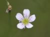 image of Petrorhagia saxifraga
