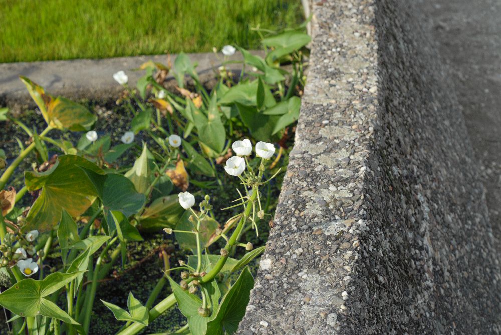 Alismataceae Sagittaria montevidensis