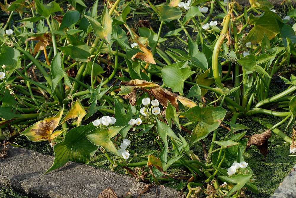 Alismataceae Sagittaria montevidensis