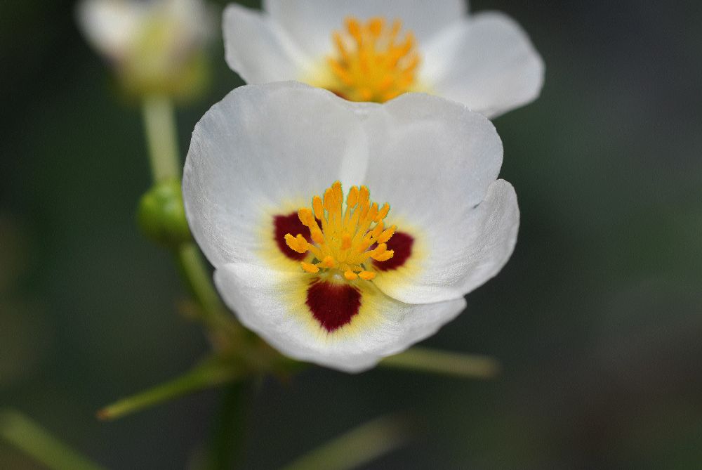 Alismataceae Sagittaria montevidensis