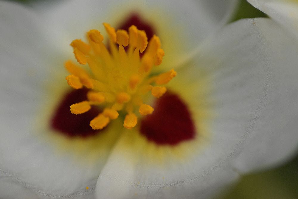 Alismataceae Sagittaria montevidensis