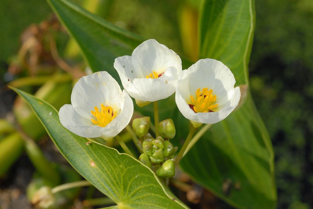 Alismataceae Sagittaria montevidensis
