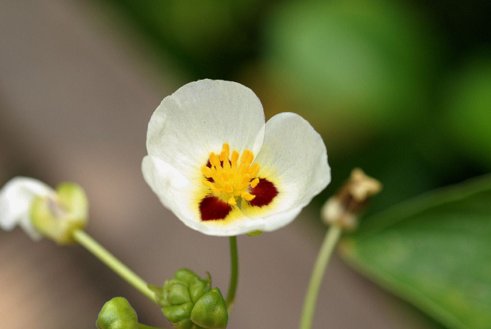 Alismataceae Sagittaria montevidensis