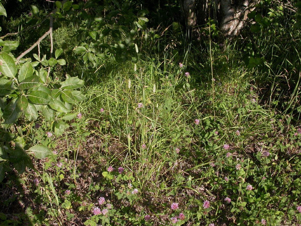 Poaceae Phleum alpinum