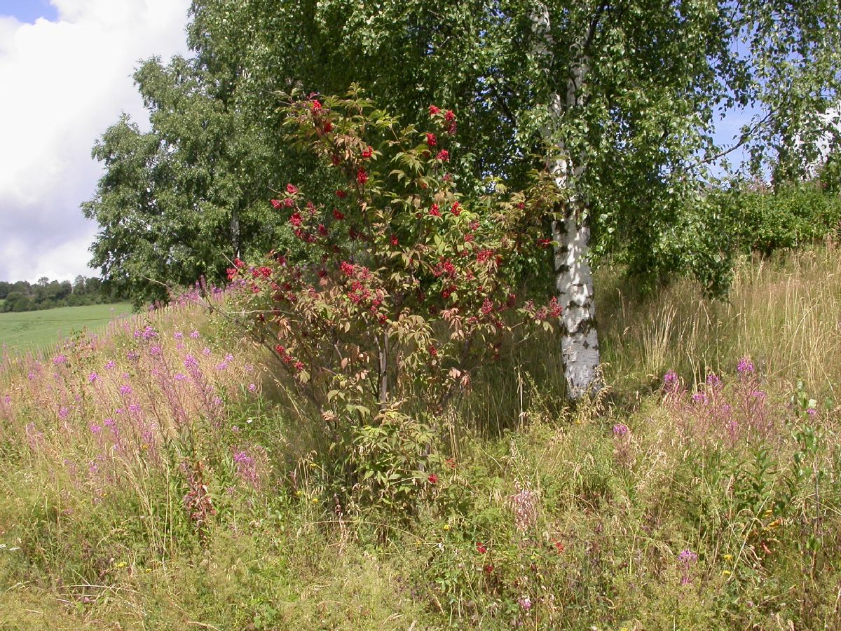 Adoxaceae Sambucus racemosa