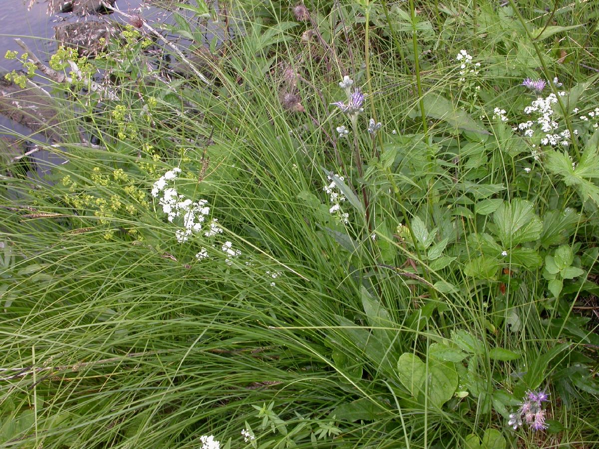 Asteraceae Saussurea alpina