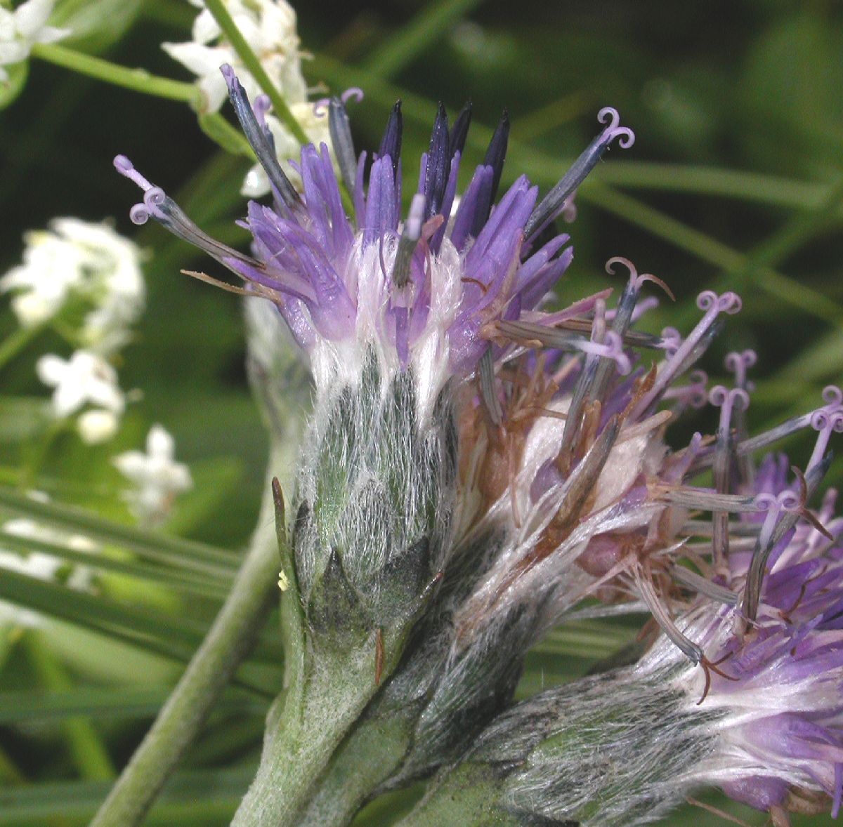 Asteraceae Saussurea alpina