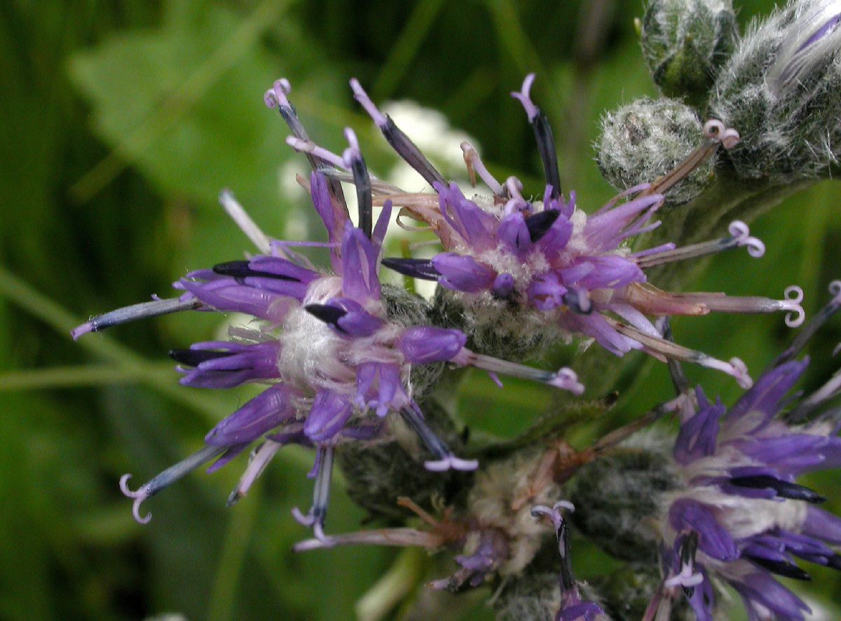 Asteraceae Saussurea alpina