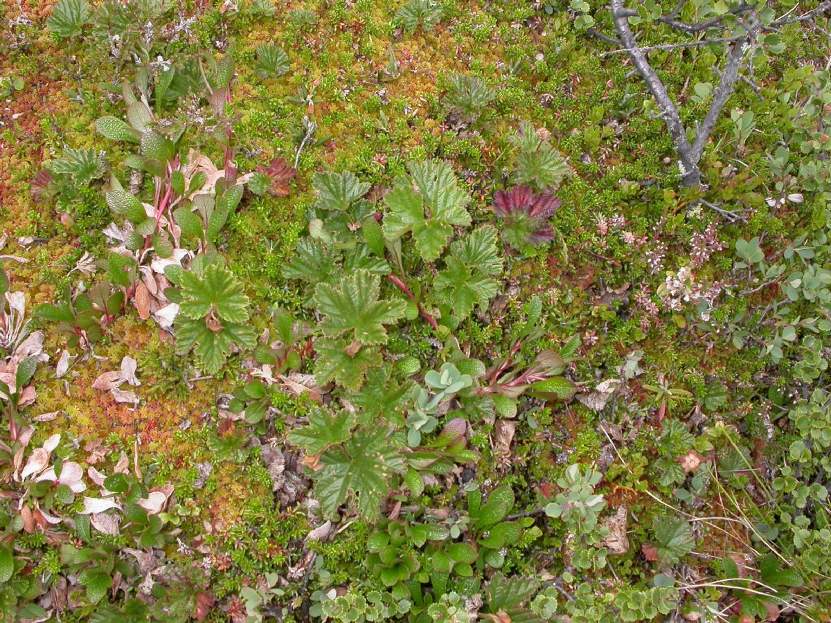 Ericaceae Arctostaphylos uva-ursi