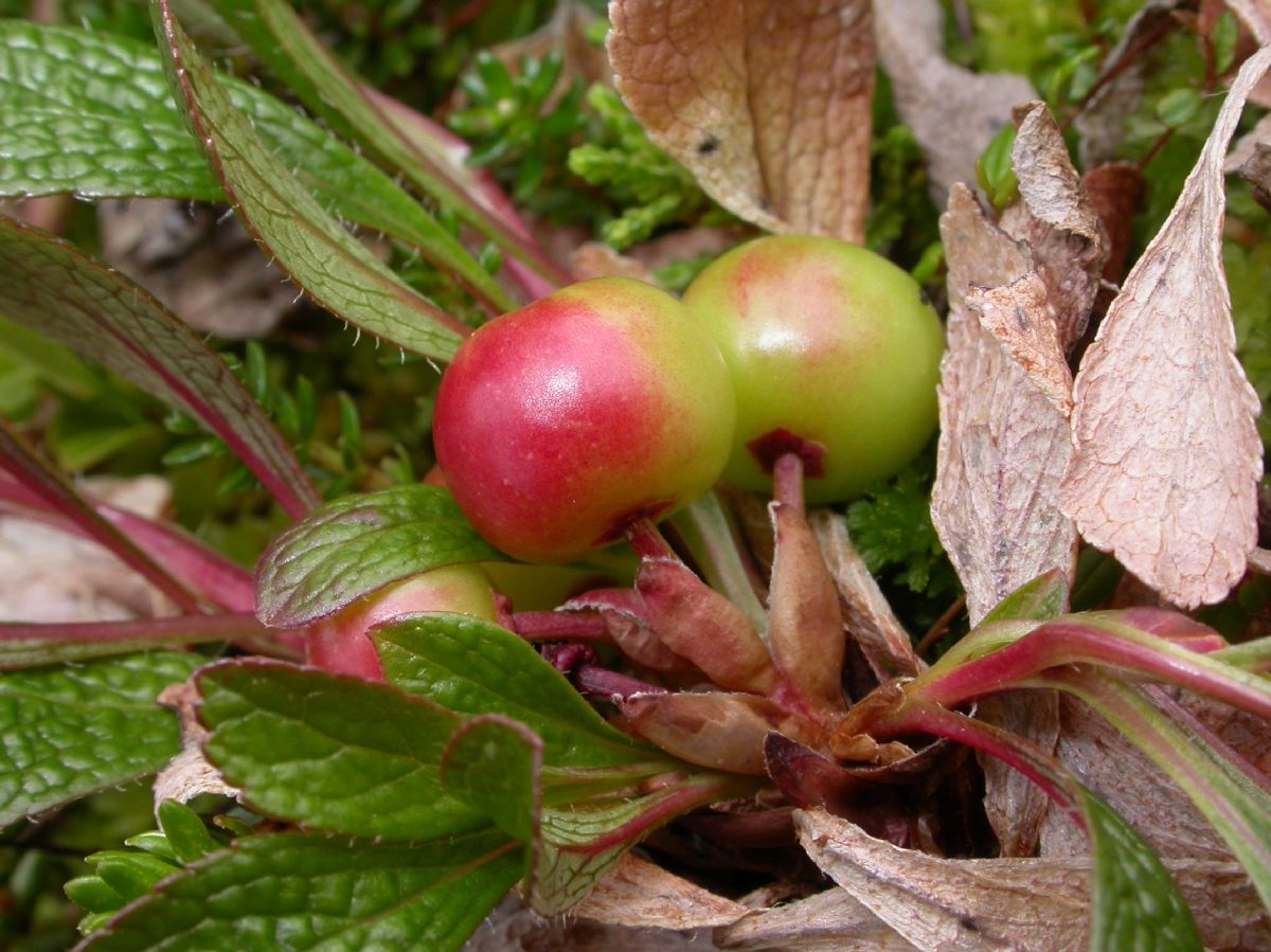 Ericaceae Arctostaphylos uva-ursi