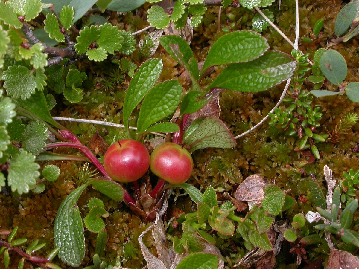 Ericaceae Arctostaphylos uva-ursi