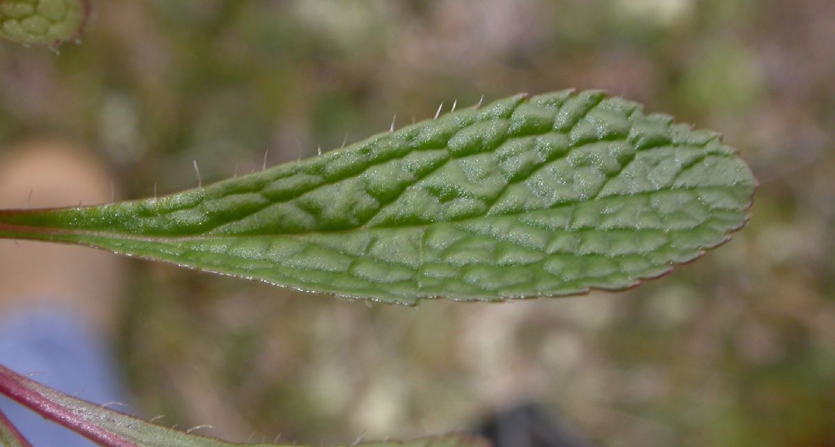 Ericaceae Arctostaphylos uva-ursi