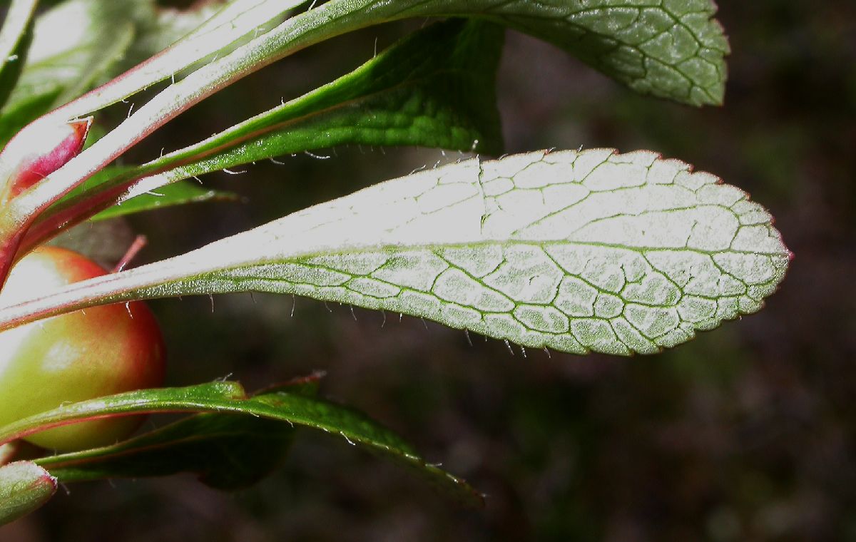 Ericaceae Arctostaphylos uva-ursi