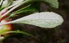 image of Arctostaphylos uva-ursi