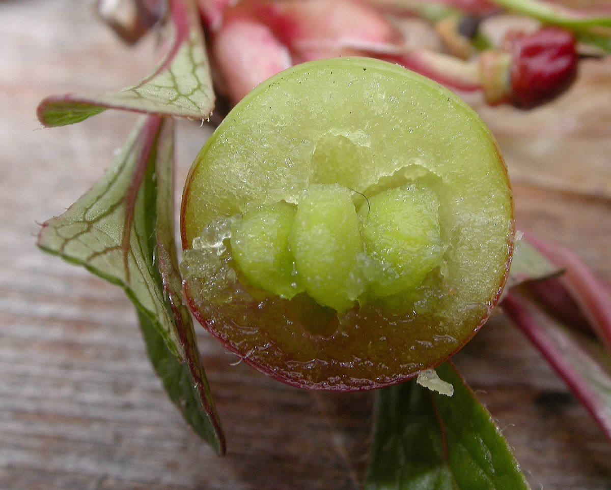 Ericaceae Arctostaphylos uva-ursi