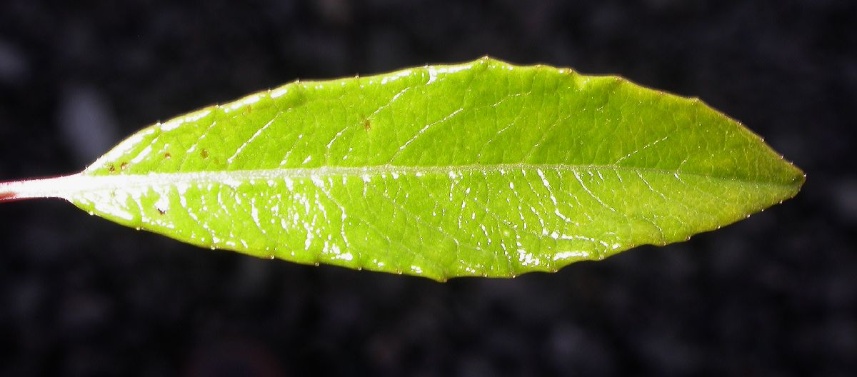 Salicaceae Salix phylicifolia