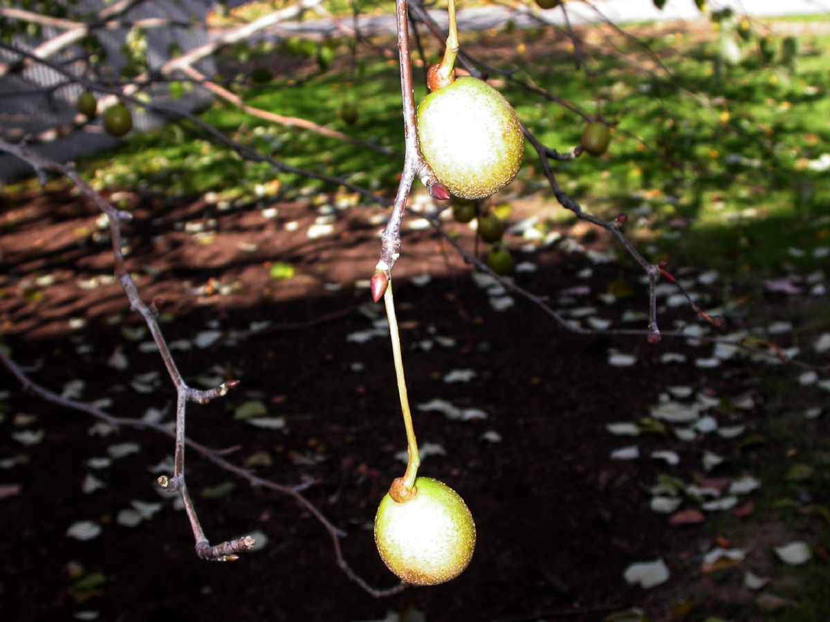Cornaceae Davidia involucrata