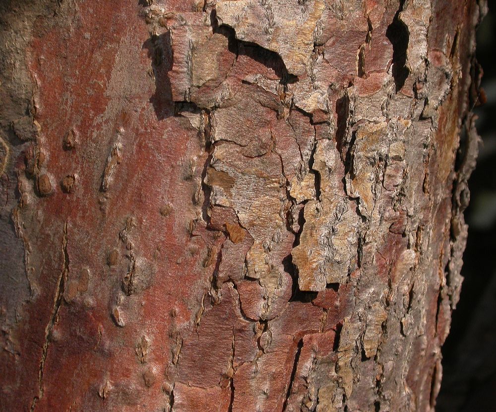 Cornaceae Davidia involucrata